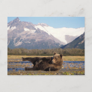 Braunbär, Grizzlybär reckt sich auf dem Rücken Postkarte