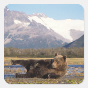 Braunbär, Grizzlybär reckt sich auf dem Rücken Quadratischer Aufkleber