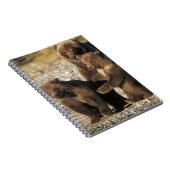 Braunbär, Grizzlybär, Sau mit Jungen an der Küste Notizblock (Rechte Seite)