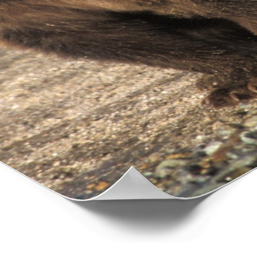 Braunbär, Grizzlybär, Sau mit Jungen an der Küste Poster (Ecke)