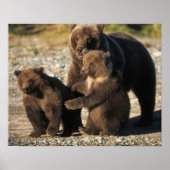 Braunbär, Grizzlybär, Sau mit Jungen an der Küste Poster (Vorne)