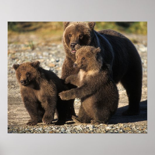 Braunbär, Grizzlybär, Sau mit Jungen an der Küste Poster (Vorne)