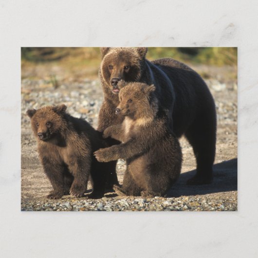 Braunbär, Grizzlybär, Sau mit Jungen an der Küste Postkarte (Vorderseite)