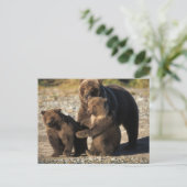 Braunbär, Grizzlybär, Sau mit Jungen an der Küste Postkarte (Stehend Vorderseite)