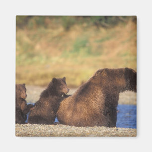 Braunbär, Grizzlybär, Sau mit Jungen, Magnet