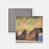 Braunbär, Grizzlybär, Sau mit Naben, Magnet (Vorderseite/Rückseite)