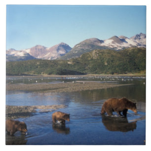 Braunbär, Grizzlybär, Sau und Junge in Fliese