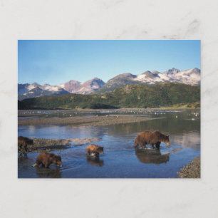 Braunbär, Grizzlybär, Sau und Junge in Postkarte