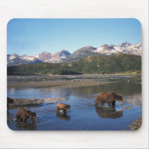 Braunbär, Grizzlybär, Sauen und Naben in Mousepad