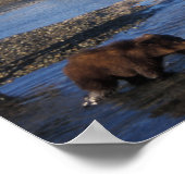 Braunbär, Grizzlybär, Sauen und Naben in Poster (Ecke)