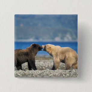 Braunbär, Grizzlybär, Spielen am Strand, Button