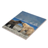 Braunbär, Grizzlybär, Spielen am Strand, Fliese (Seite)