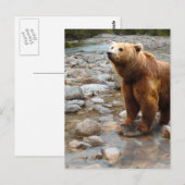 Braunbär im Bach Postkarte (Vorne/Hinten)