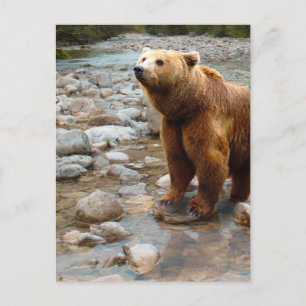 Braunbär im Bach Postkarte