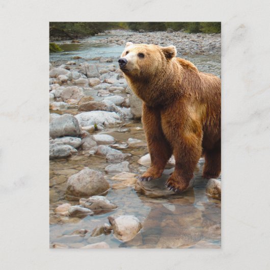 Braunbär im Bach Postkarte (Vorderseite)