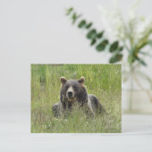 Braunbär im Gras, Alaska grizzisch Postkarte (Stehend Vorderseite)