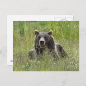 Braunbär im Gras, Alaska grizzisch Postkarte (Vorne/Hinten)
