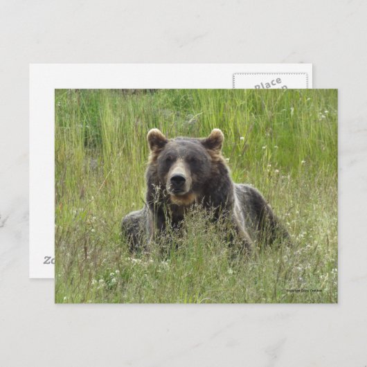 Braunbär im Gras, Alaska grizzisch Postkarte (Vorne/Hinten)