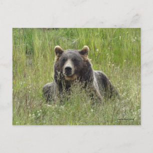 Braunbär im Gras, Alaska grizzisch Postkarte