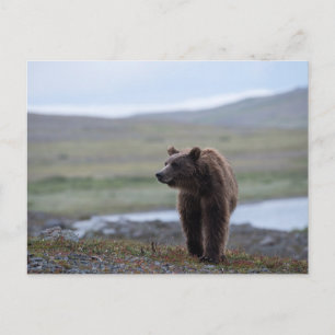 Braunbär im Katmai Preserve Postkarte
