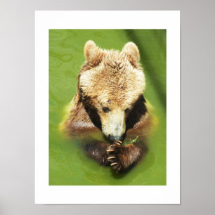 Braunbär im Wasser Poster