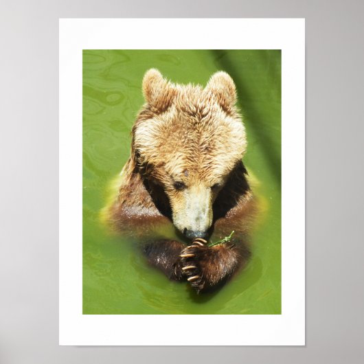 Braunbär im Wasser Poster (Vorne)
