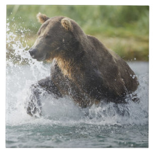 Braunbär jagt Lachs im Fluss Fliese