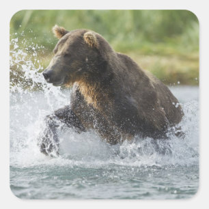 Braunbär jagt Lachs im Fluss Quadratischer Aufkleber
