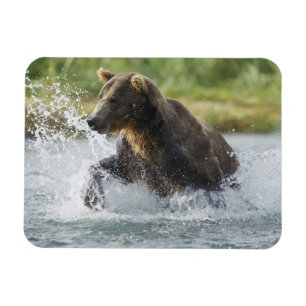 Braunbär jagt Lachse im Fluss Magnet