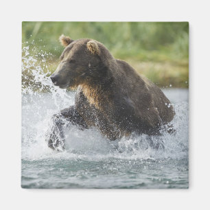 Braunbär jagt Lachse im Fluss Magnet