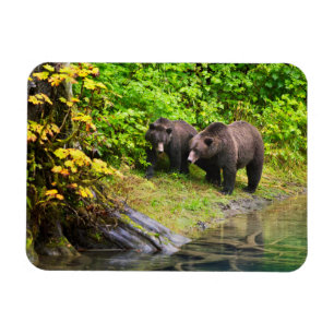Braunbär & Jungtier   Hyder, Alaska Magnet