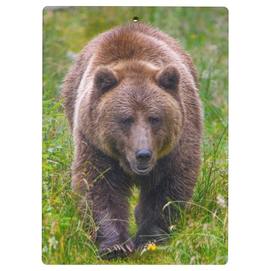 Braunbär Klemmbrett (Rückseite)