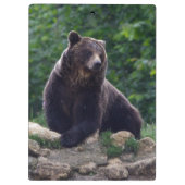 Braunbär Klemmbrett (Rückseite)