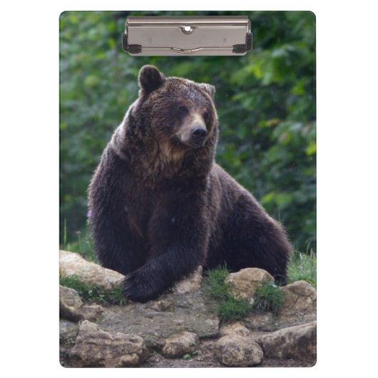 Braunbär Klemmbrett (Vorderseite)