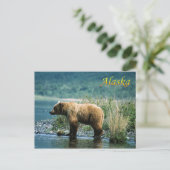 Braunbär Kodiak, Alaska Postkarte (Stehend Vorderseite)