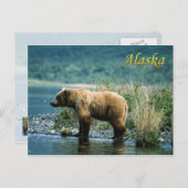 Braunbär Kodiak, Alaska Postkarte (Vorne/Hinten)