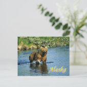 Braunbär Kodiak, Alaska Postkarte (Stehend Vorderseite)