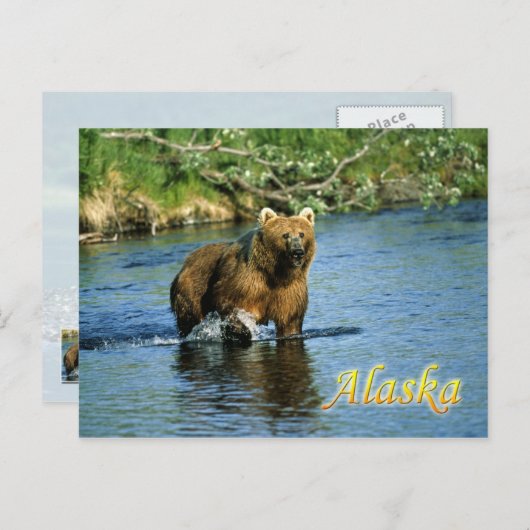 Braunbär Kodiak, Alaska Postkarte (Vorne/Hinten)