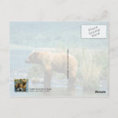 Braunbär Kodiak, Alaska Postkarte (Rückseite)