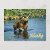 Braunbär Kodiak, Alaska Postkarte (Vorderseite)