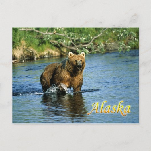 Braunbär Kodiak, Alaska Postkarte (Vorderseite)