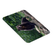 Braunbär Magnet (Rechte Seite)