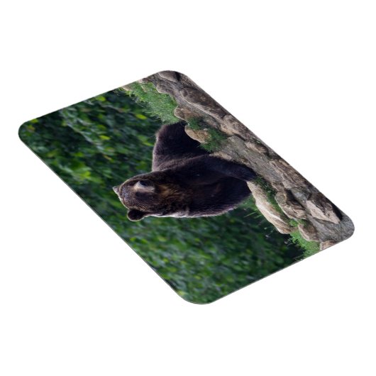 Braunbär Magnet (Rechte Seite)