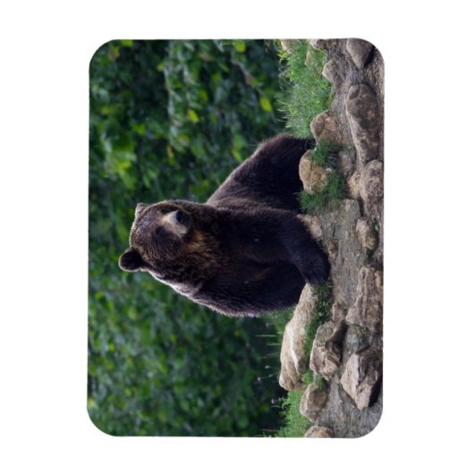 Braunbär Magnet (Vertikal)