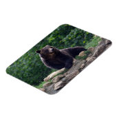 Braunbär Magnet (Linke Seite)