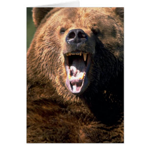 Braunbär mit Zähnen