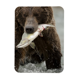 Braunbär, oder Küsten-Grizzlybär, Ursus Magnet
