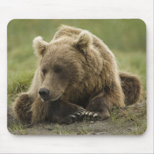 Braunbär, oder Küsten-Grizzlybär, Ursus Mousepad