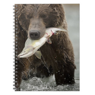 Braunbär, oder Küsten-Grizzlybär, Ursus Notizblock