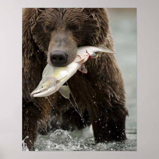 Braunbär, oder Küsten-Grizzlybär, Ursus Poster (Vorne)